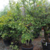 AMELANCHIER canadensis 90L 200-250cm ------ Multi-stem 7210