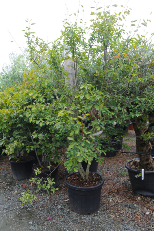 AMELANCHIER canadensis 90L 200-250cm ------ Multi-stem 7210