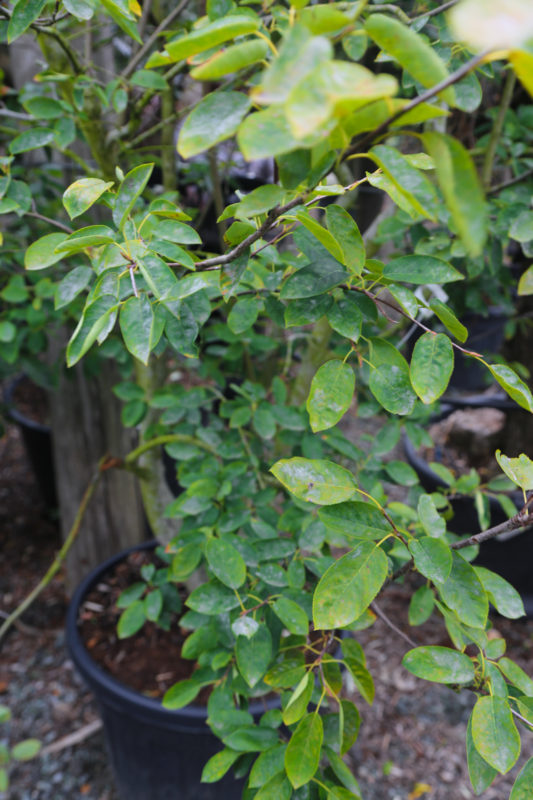 AMELANCHIER canadensis 90L 200-250cm -Multi-stem 7210