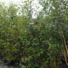 BETULA utilis 25L 200-250cm Multi-stem 6194-2