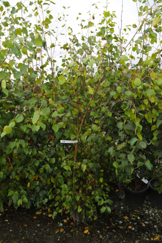 BETULA utilis jacquemontii 175 200cm Container Grown Mutli stem 4876 2