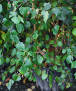 BETULA utilis jacquemontii 175 200cm Container Grown Mutli stem 4876 3