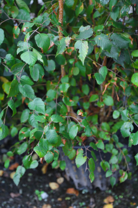 BETULA utilis jacquemontii 175 200cm Container Grown Mutli stem 4876 3