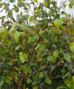 BETULA utilis jacquemontii 175 200cm Container Grown Mutli stem 4876 4