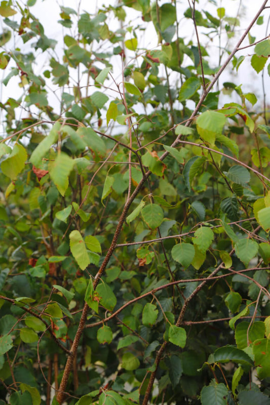 BETULA utilis jacquemontii 175 200cm Container Grown Mutli stem 4876 4