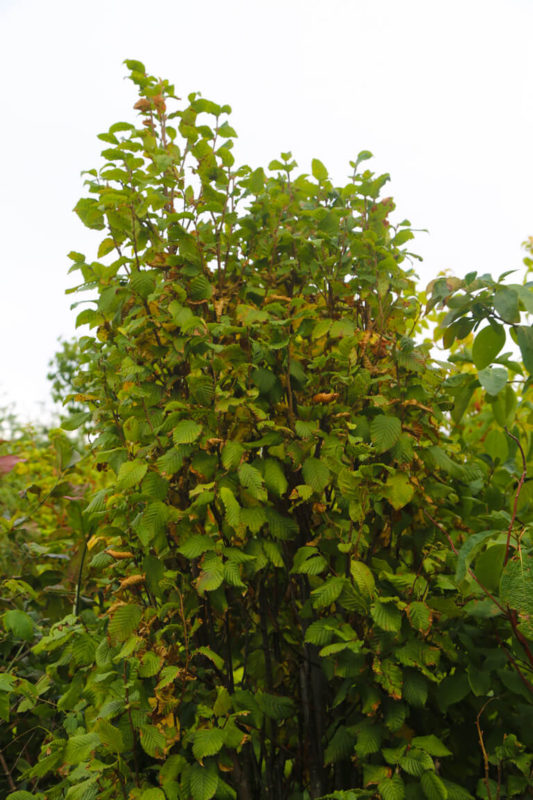 CARPINUS betulus Monumentalis 175 200cm 20L 2428 4