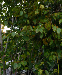 CARPINUS betulus Purpurea 175∕200cm 20L 4160 3