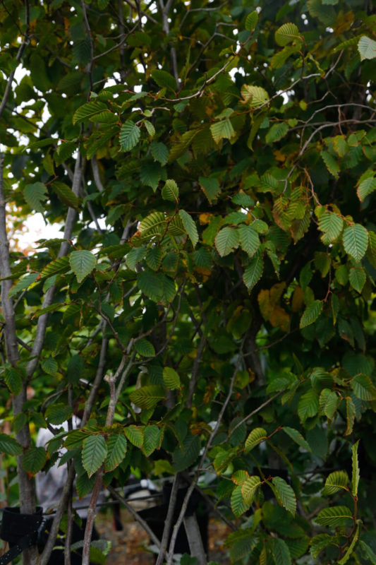 CARPINUS betulus Purpurea 175∕200cm 20L 4160 3