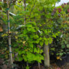 CERCIS canadensis Appalchian Red 15L 8895 2