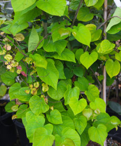 CERCIS canadensis Appalchian Red 15L 8895 3