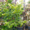 CERCIS canadensis Pink Pom Poms 150 175cm 45L 7054 2