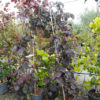 CERCIS canadensis Ruby Falls Feathed 175 200cm 18L 5309 2