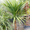 CORDYLINE australis 35L 175 200cm 8760 2