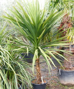 CORDYLINE australis 35L 175 200cm 8760 2