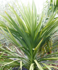 CORDYLINE australis 35L 175 200cm 8760 3