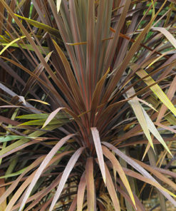 CORDYLINE australis Atropurpurea 100 150cm 30L 8638 3