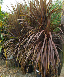 CORDYLINE australis Atropurpurea 100 150cm 30L 8638 4