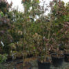 CORNUS florida Cloud Nine 90L 150 175cm 9577 2