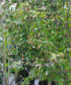 CORNUS kousa National 230L 200 250cm 9669 3