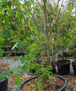 CORNUS kousa National 230L 200 250cm 9669 3b