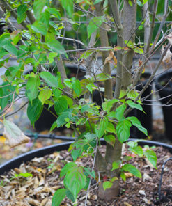 CORNUS kousa National 230L 200 250cm 9669 4b