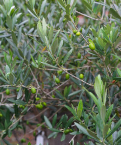 Evergreen Specimen Shrubs