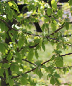 CARPINUS betulus 2