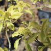 CORNUS controversa Variegata 3