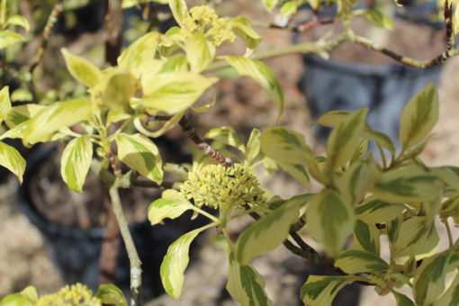 CORNUS controversa Variegata 3