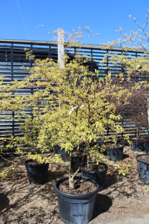 CORNUS controversa Variegata