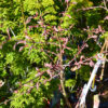 acer palmatum shirazz 3