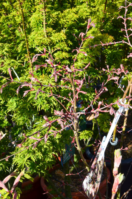 acer palmatum shirazz 3