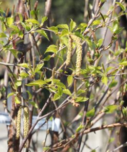 BETULA albosinensis Fascination multi stem 2