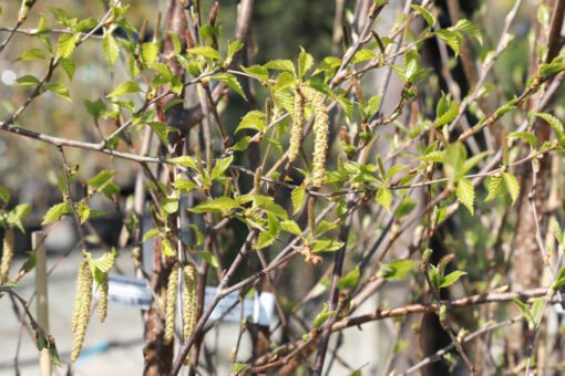 BETULA albosinensis Fascination multi stem 2