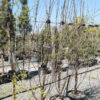 BETULA albosinensis Fascination multi stem 3