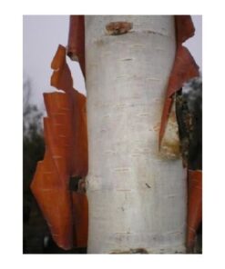 BETULA albosinensis Fascination multi stem 4