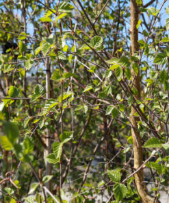 BETULA pendula 2