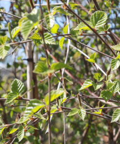 BETULA pendula 3