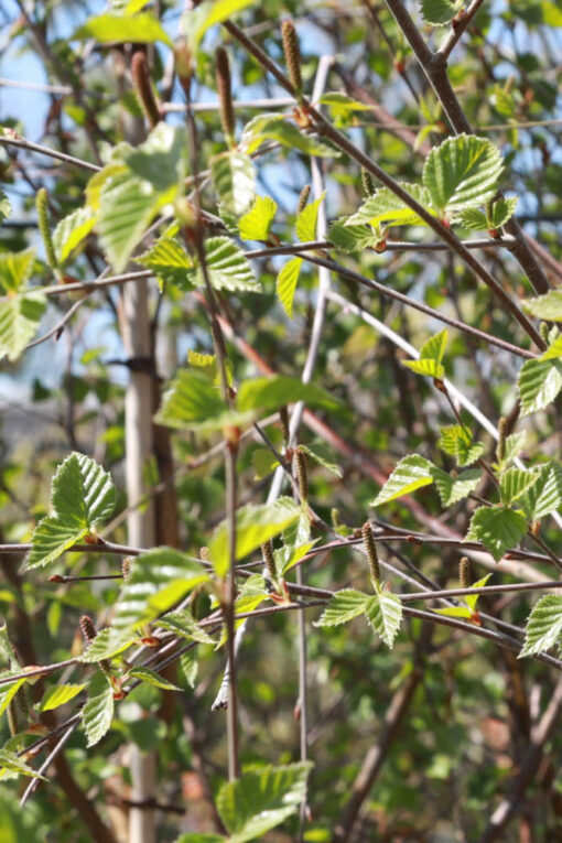 BETULA pendula 3