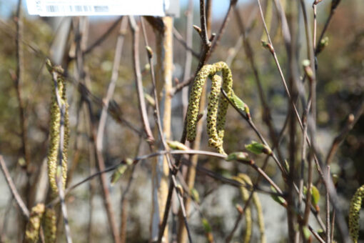 BETULA utilis jacquemontii 2