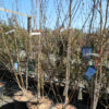 BETULA utilis jacquemontii 3