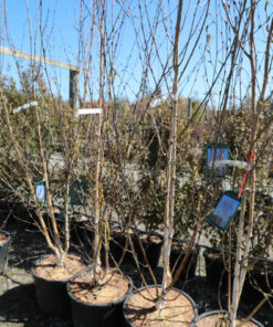 BETULA utilis jacquemontii 3