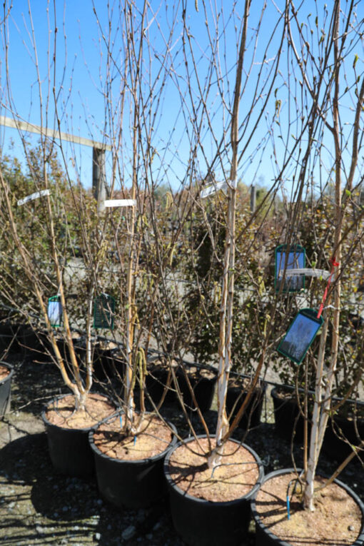 BETULA utilis jacquemontii 3