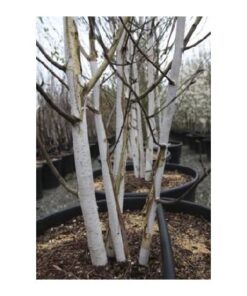 BETULA utilis jacquemontii 4