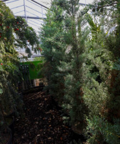 CUPRESSUS arizonica Fastigiata 4