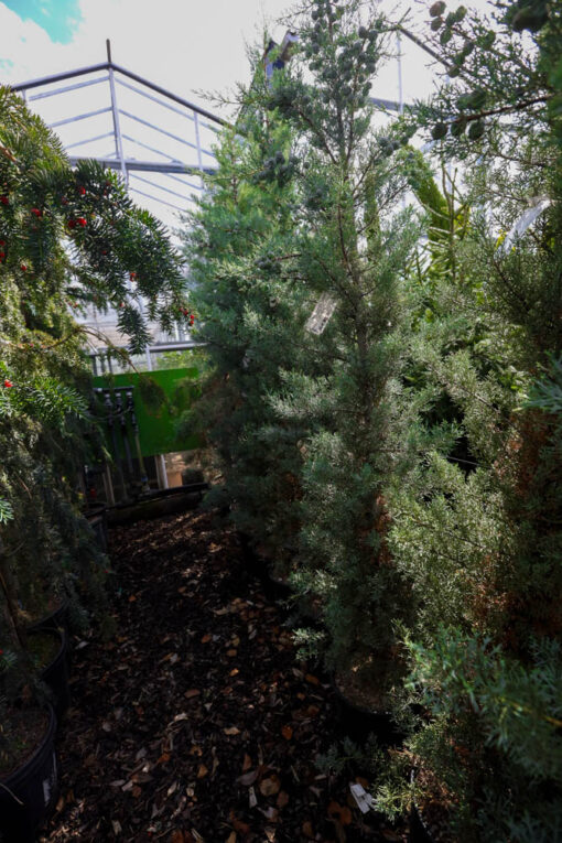 CUPRESSUS arizonica Fastigiata 4