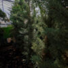 CUPRESSUS arizonica Fastigiata 5