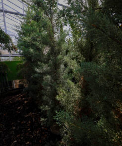 CUPRESSUS arizonica Fastigiata 5