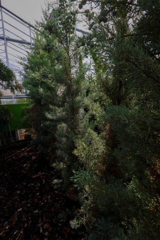 CUPRESSUS arizonica Fastigiata 5