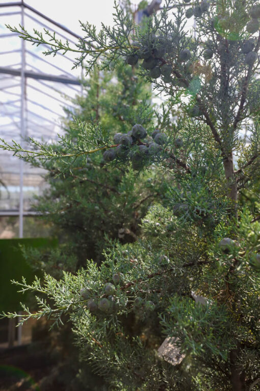 CUPRESSUS arizonica Fastigiata 6